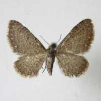 Eupithecia satyrata.JPG